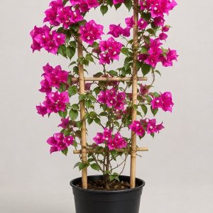 Buganvilla fucsia entutorada en maceta