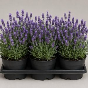 Seis macetas de lavanda en flor en una bandeja