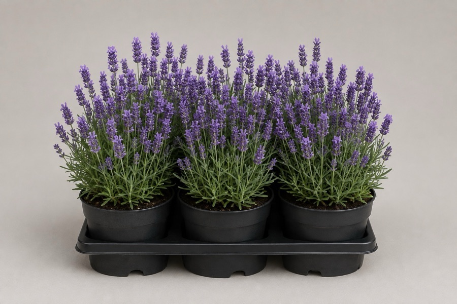 Seis macetas de lavanda en flor en una bandeja